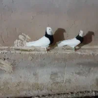 طوقی|پرنده|تاکستان, |دیوار