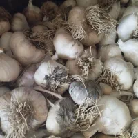 سیر