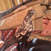 کبوترنر
