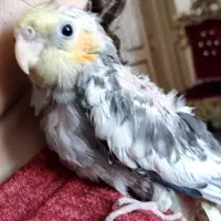 گمشده