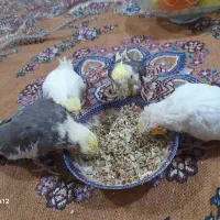 پچه عروس هلندی