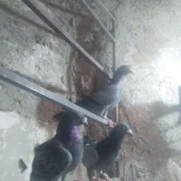 ۳ تا سبز و پولکی نر