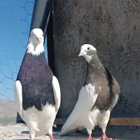 طوق شازده نر.جفت سیاه و سرکی