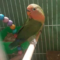 قفس .کوتوله