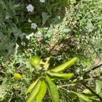 باغچه بهترین لوکیشن و چسبیده به دزفول