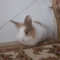 بچه خرگوش نژاد لوپ
