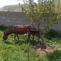خر یا الاغ جوان و بچه اش خر نر درشهرچالدران