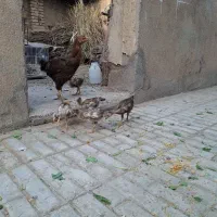 مرغ و جوجه