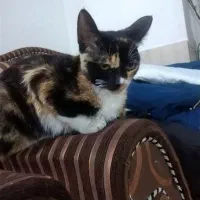 گربه ماده تقریبا 10ماهه...