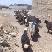 بره نر جمع کردنی جنس افشار قرار درجه 1