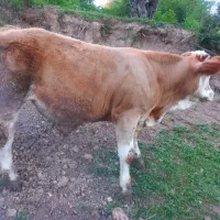 گاو نر سمینتال