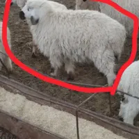 بره