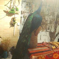مجسمه طاووس