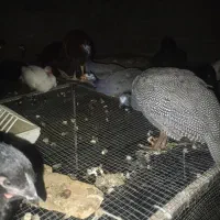 بوقلمون