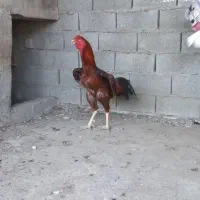 خروس لاری نسل دار