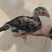 جوجه لاری اوشامو