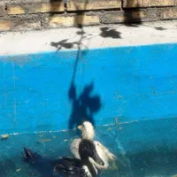 اردک