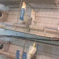 عروس هلندی جفت مولد