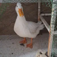 اردک نر سالم وسرحال ۱۰ماهه