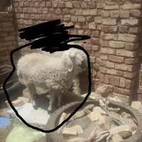 میش جوان فروشی