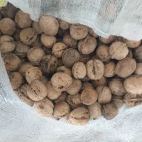 گردو مرغوب ۳۵۰ کیلو