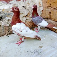 کفتر کبوتر کارل میولمنز اتیغه. مسافتی . سرور .سار
