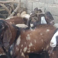نری و یک چپش سرحال