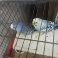 پرنده