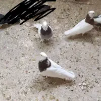 فروش 4 عدد طوقی نر کاکولی جوان و قلدر