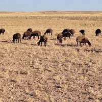 میش داشتی