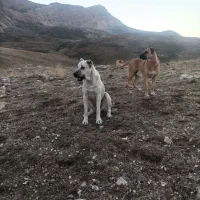 سگ گمشده