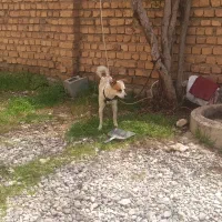 سگ خانگی با تربیت