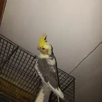 عروس هلندی نر