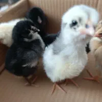 جوجه دورگ گلین بومی