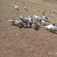 غاز طبیعی در ییلاق