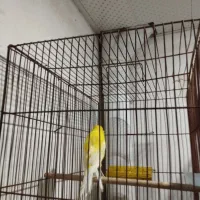 قناری ماده