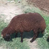 فروش بره ماده
