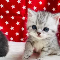 گربه های با مزه سیلور