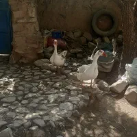 یک جفت غاز و جوجه لاری نژاد دار