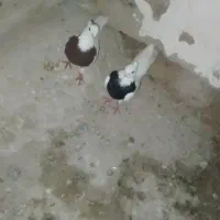 کبوتر