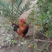 خروس|حیوانات مزرعه|اصفهان, شاهزاده ابراهیم|دیوار