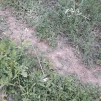 زمین مسکونی۱۲۵متری آق قایه کوچه مسکین قلیچ ۵ در۲۵