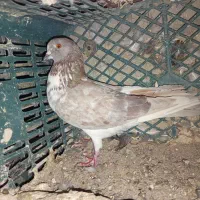 کبوتر