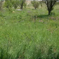 فروش-دوعدد-باغ