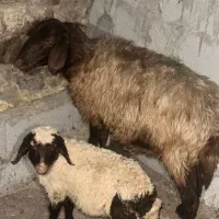 3راس میش  و بره دوقلوزا درجه 1 سالم وسرحال