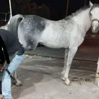 اسب عرب خالص ایرانی