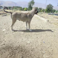 سگ سرابی ماده