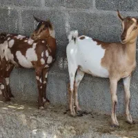 دو عدد کهره نر و ماده صلاله