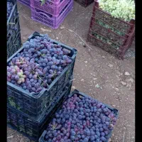 انگور و مویز بش دشمنزیاری نورابادممسنی