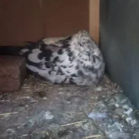 کبوتر معاوضه با مرغ